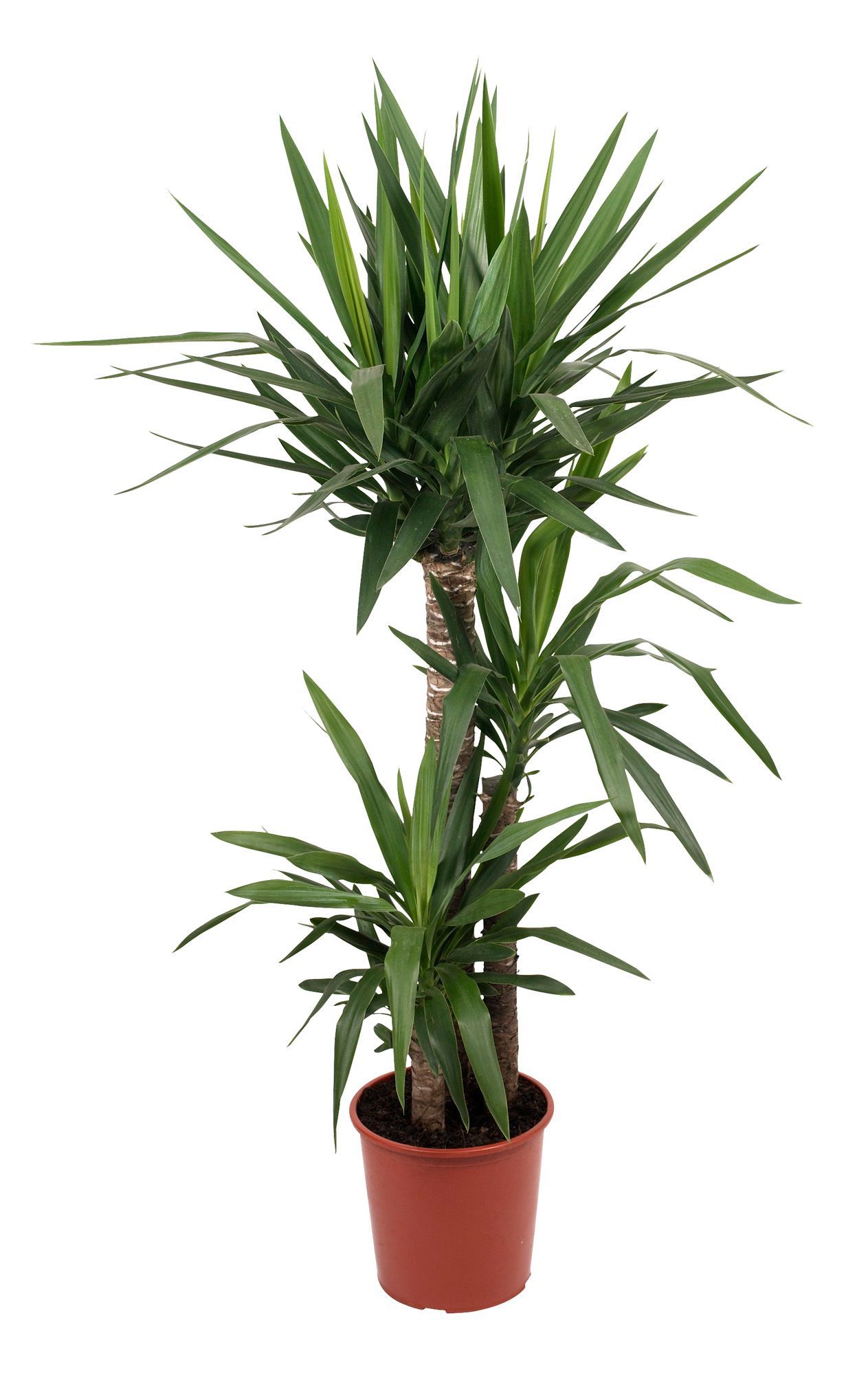 B&Q Yucca Tree In Plant Pot Departments DIY at B&Q