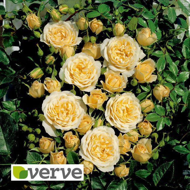 B&Q Yellow & White Patio Rose In Plant Pot Departments DIY at B&Q