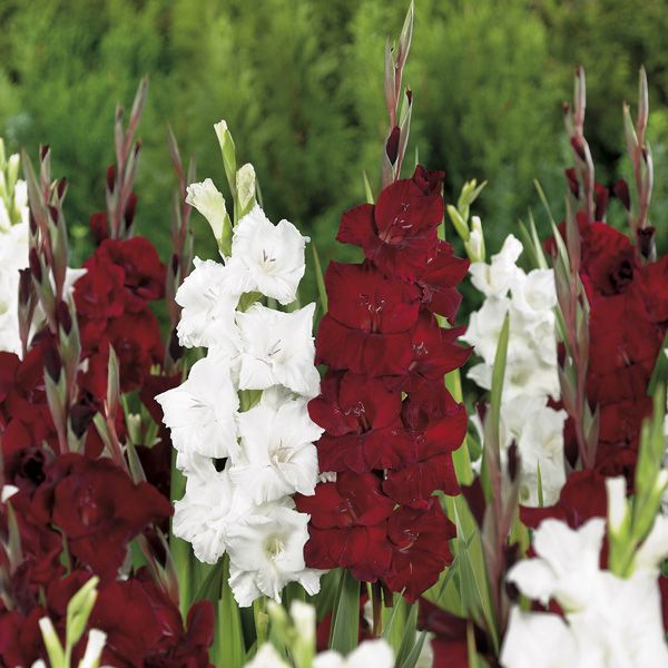 Gladiolus "Ebony And Ivory" Mixed Bulbs Departments DIY at B&Q