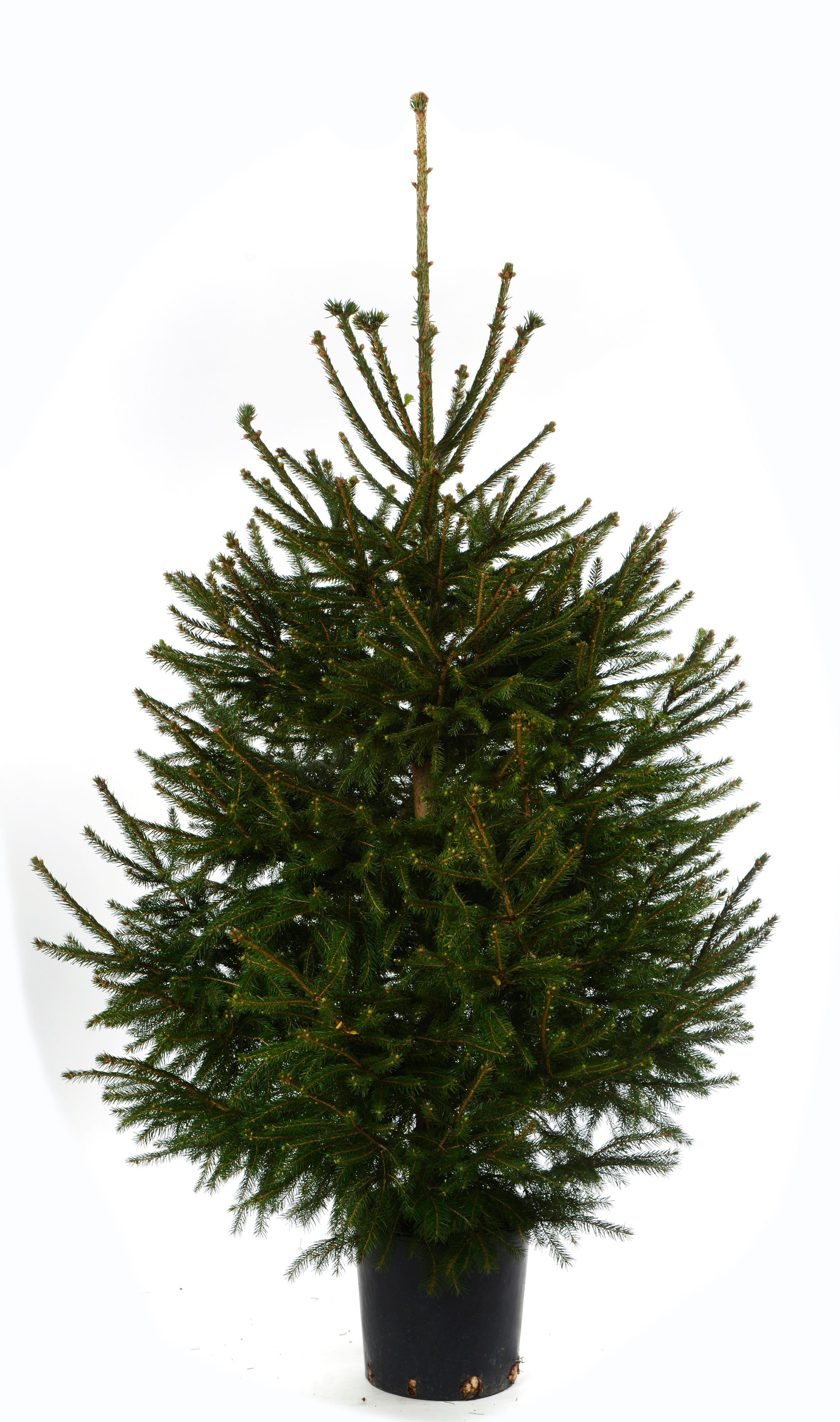 Norway Spruce Real Christmas Tree Departments DIY at B&Q