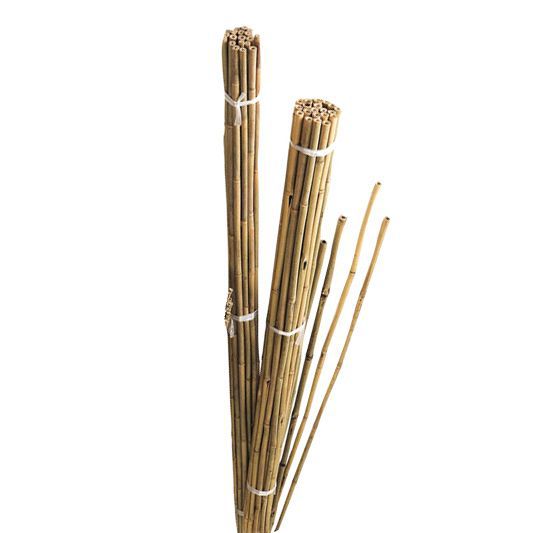 Gardman Bamboo Canes (W)55mm (H)1.84m Departments DIY at B&Q