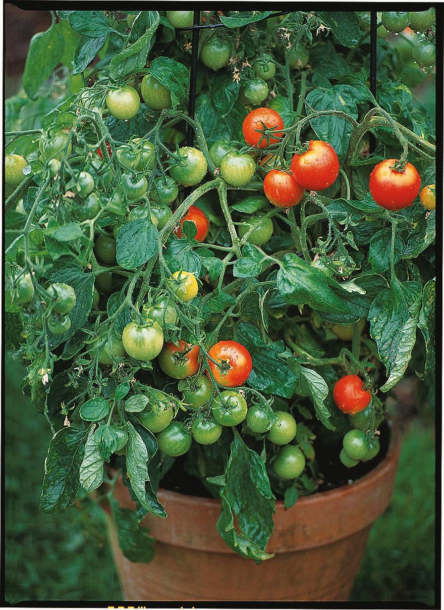 How To Grow Tomato Plants | Help & Ideas | DIY At B&Q