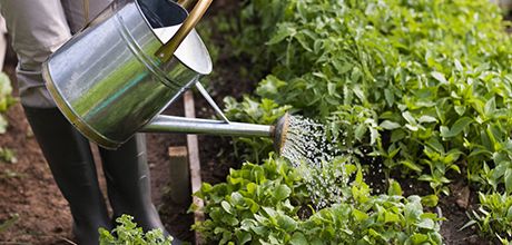 Watering can in vegetable garden