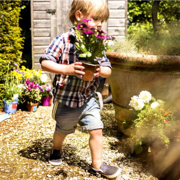 Plants Trees Seeds Amp Bulbs Gardening