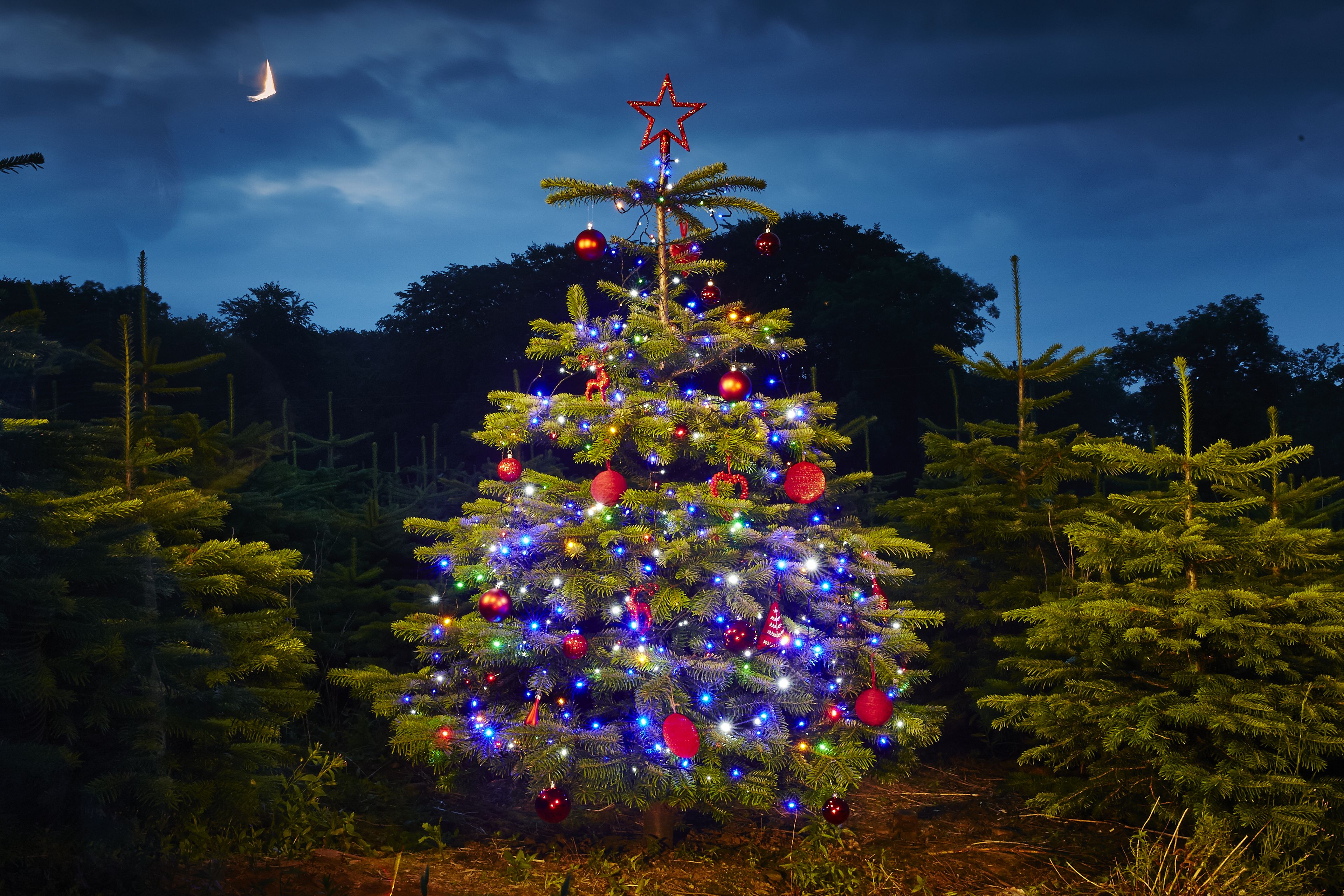 How to hang outdoor Christmas lights Help & Ideas DIY at B&Q