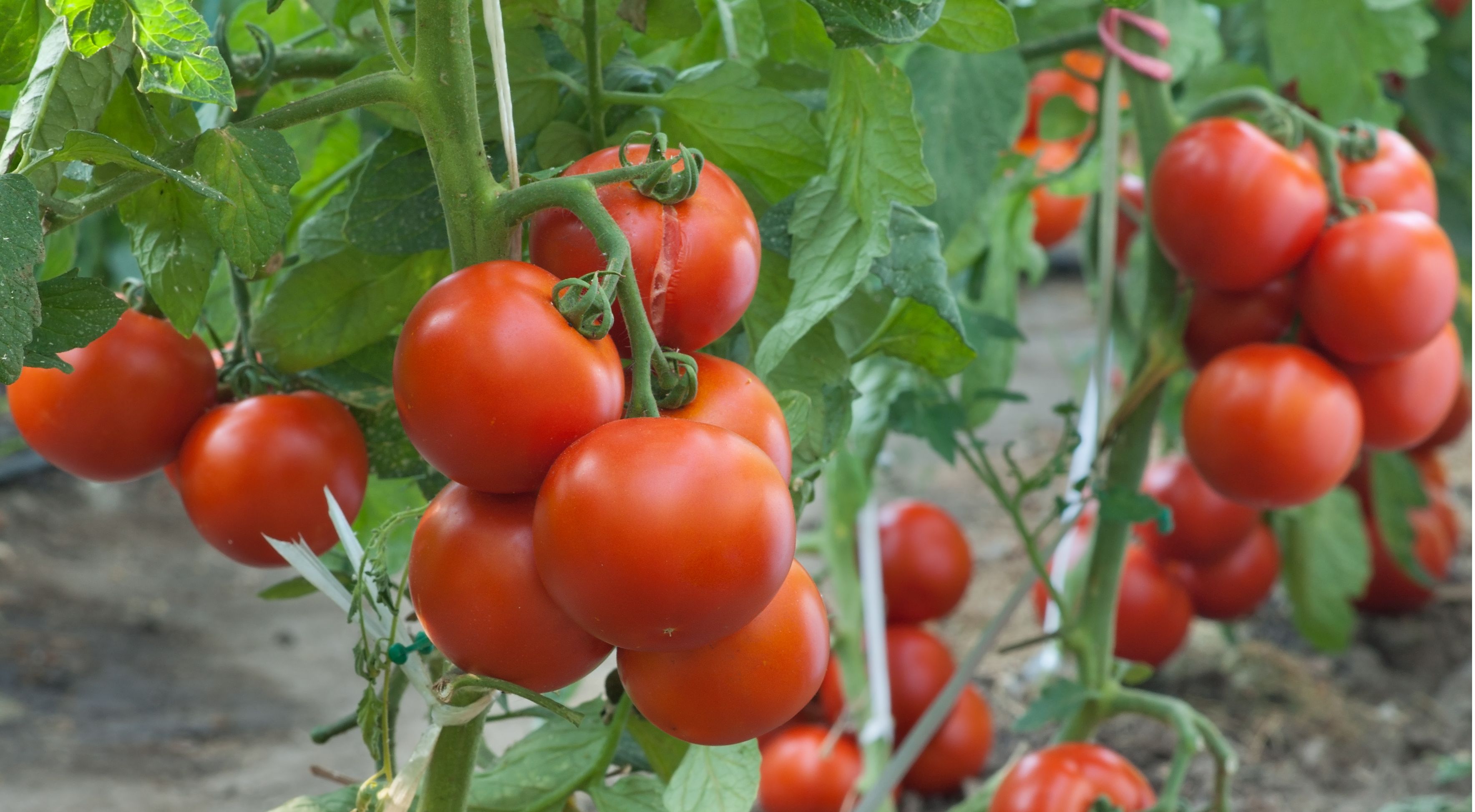 How to grow tomatoes Help & Ideas DIY at B&Q