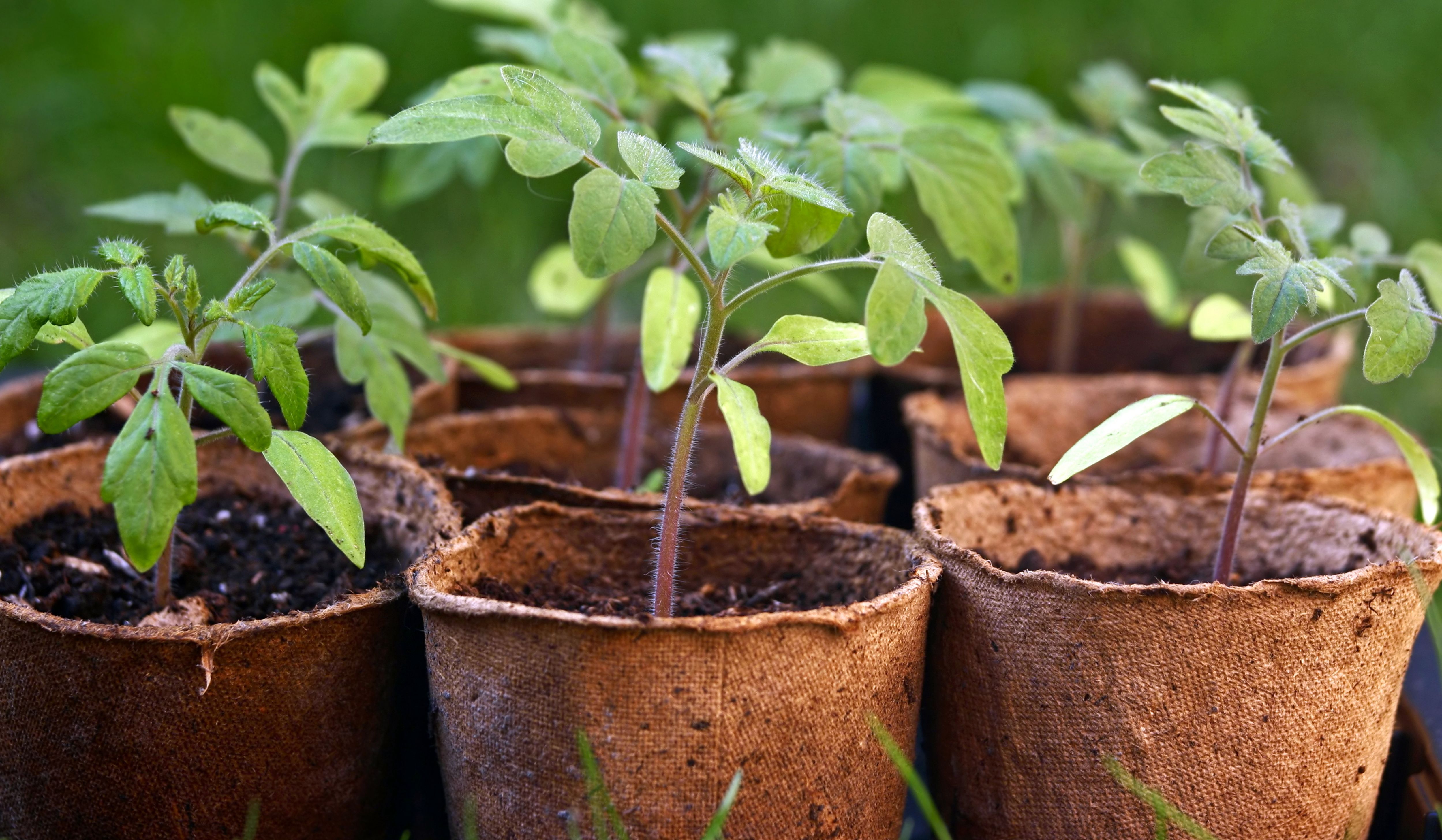 How To Sow Seeds Ideas Amp Advice Diy At B Amp Q