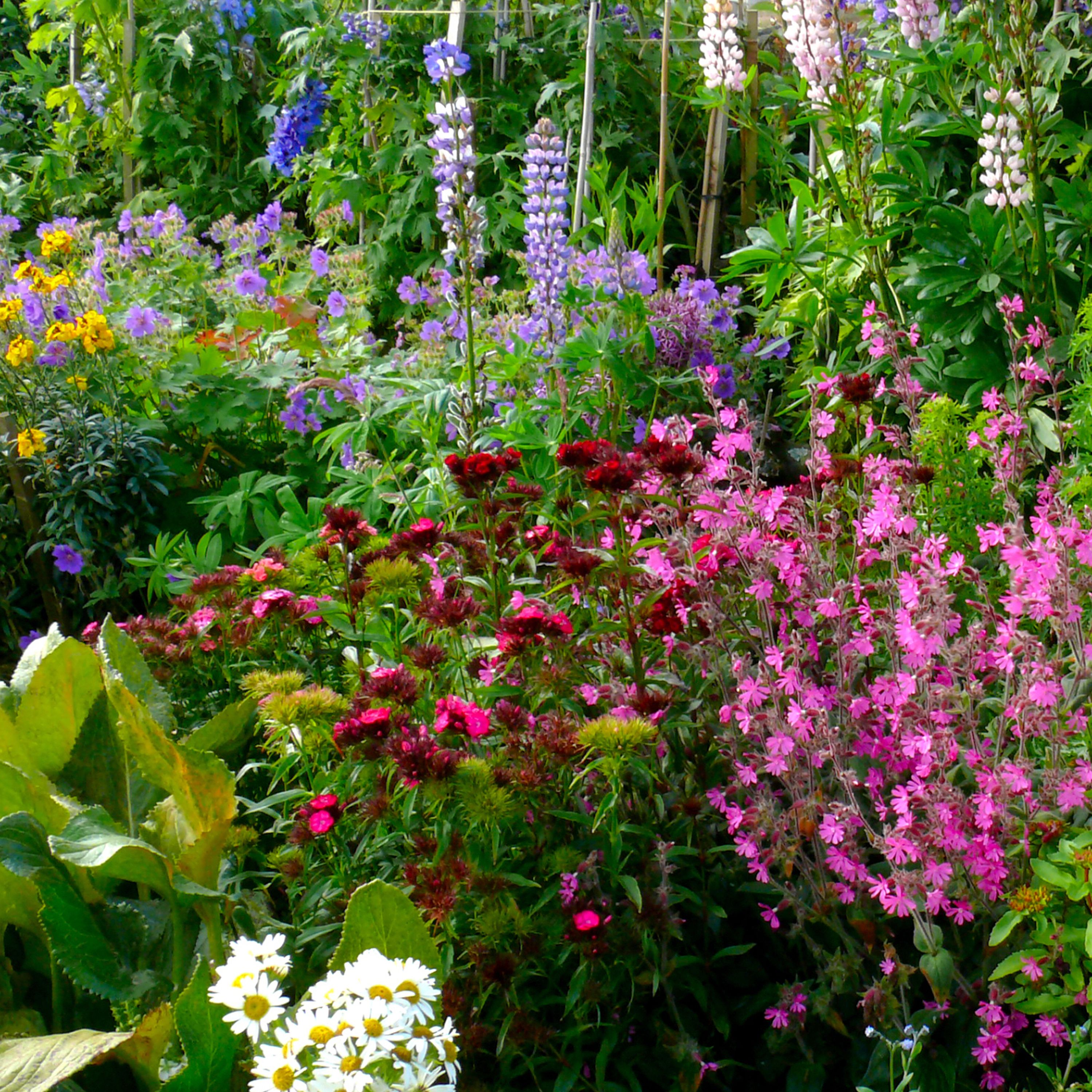 How to create a cottage garden Help & Ideas DIY at B&Q