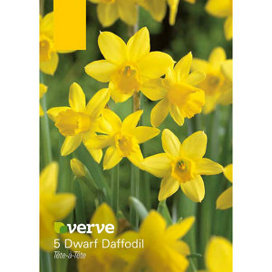 Tête-à-tête Dwarf Daffodil Flower bulb