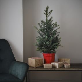 0.8 Serbian spruce Pyramid Pot grown Christmas tree