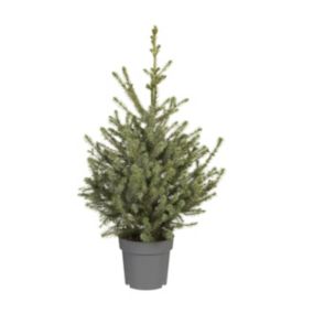 0.8 Serbian spruce Pyramid Pot grown Christmas tree