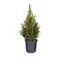 0.8 Serbian spruce Pyramid Pot grown Christmas tree