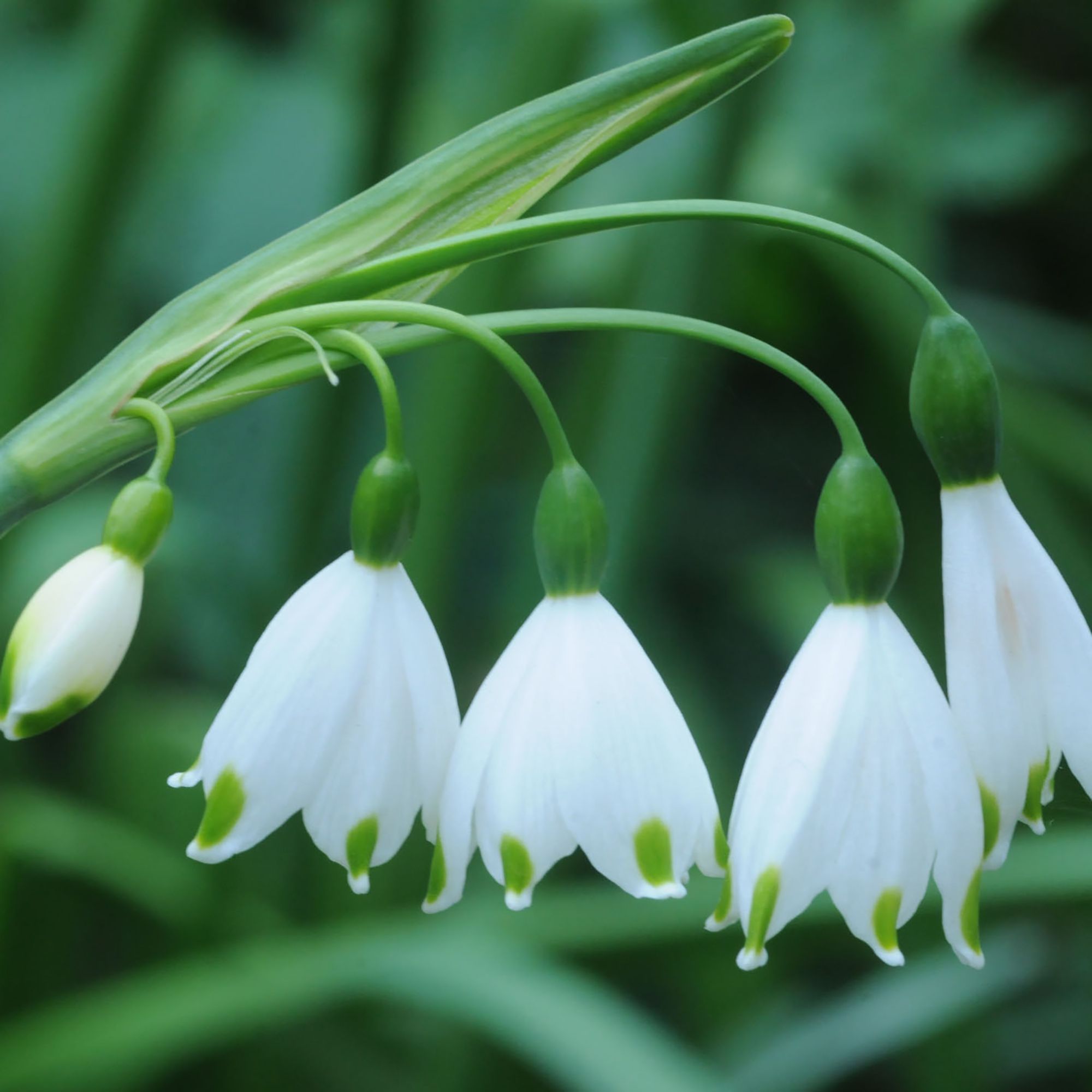 Leucojum Aestivum giant Bulbs | Departments | DIY at B&Q