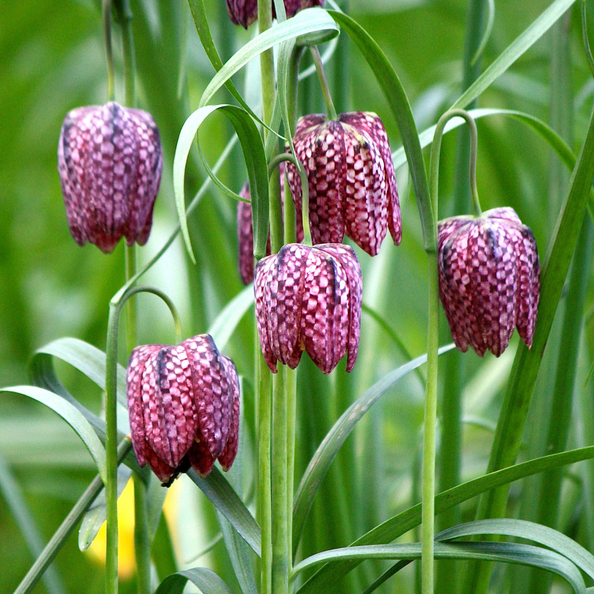 Assorted Fritillaria Meleagris Snakes Head In Pot | Departments | DIY ...