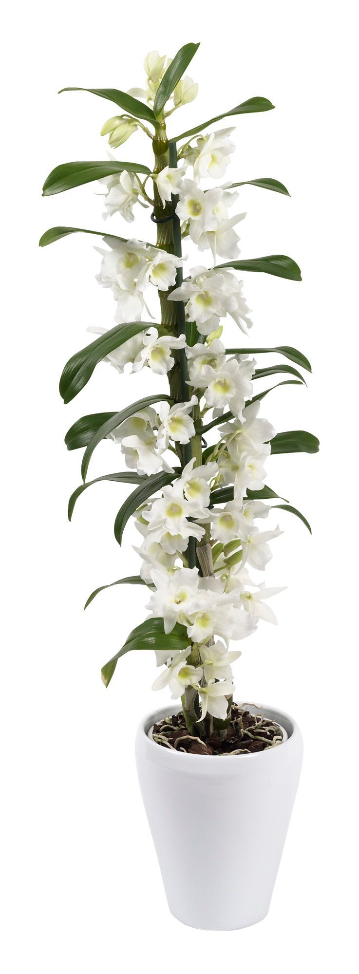 B&Q Orchid in Plant pot Departments DIY at B&Q