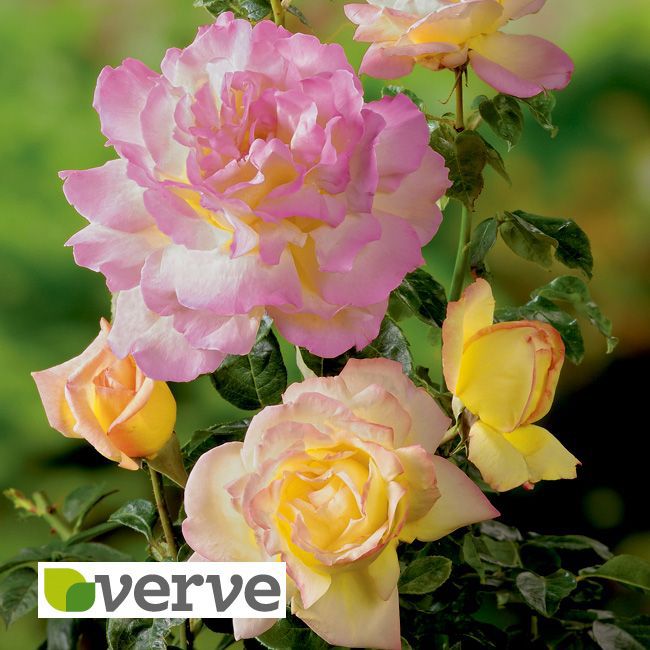 B&Q Peace Rose Bush Departments DIY at B&Q