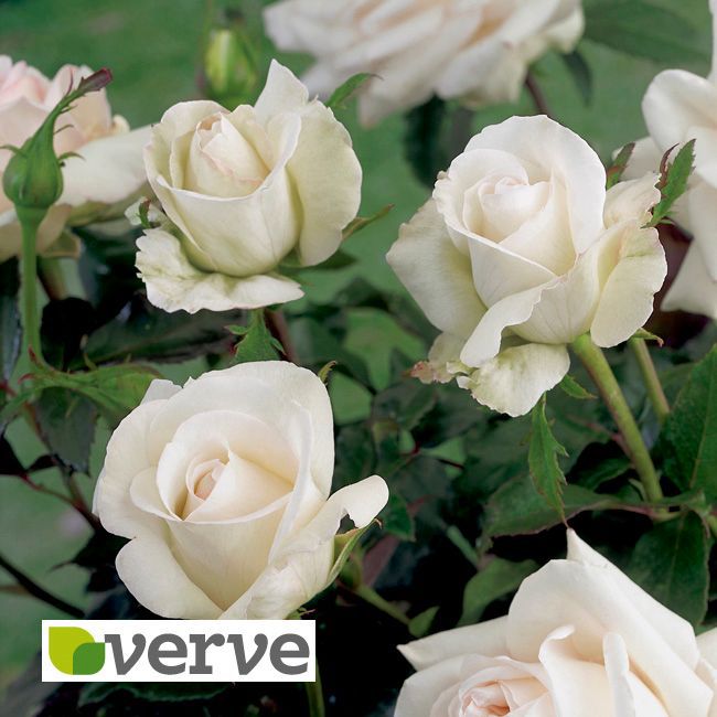 B&Q Red, Pink & White Celebration Rose Collection In Plant Pot