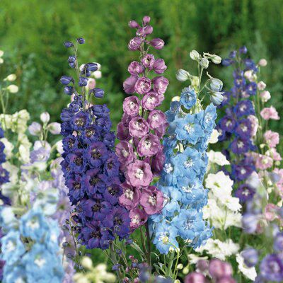 Delphinium 