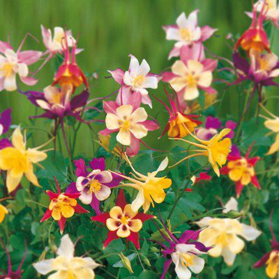 Aquilegia "Mrs Scott-Elliot Mix" Bulbs Departments DIY 