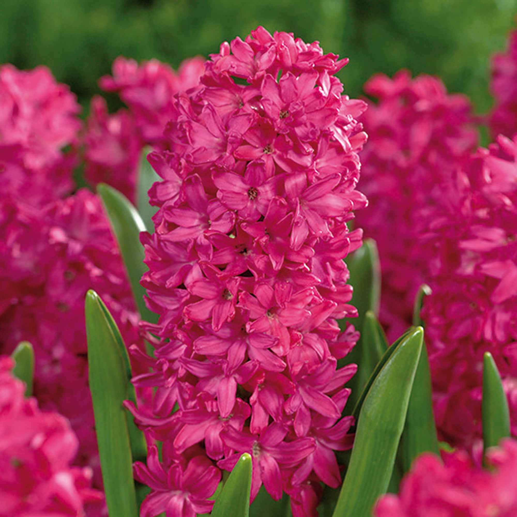 Hyacinths Jan Bos Bulbs | Departments | DIY at B&amp;Q