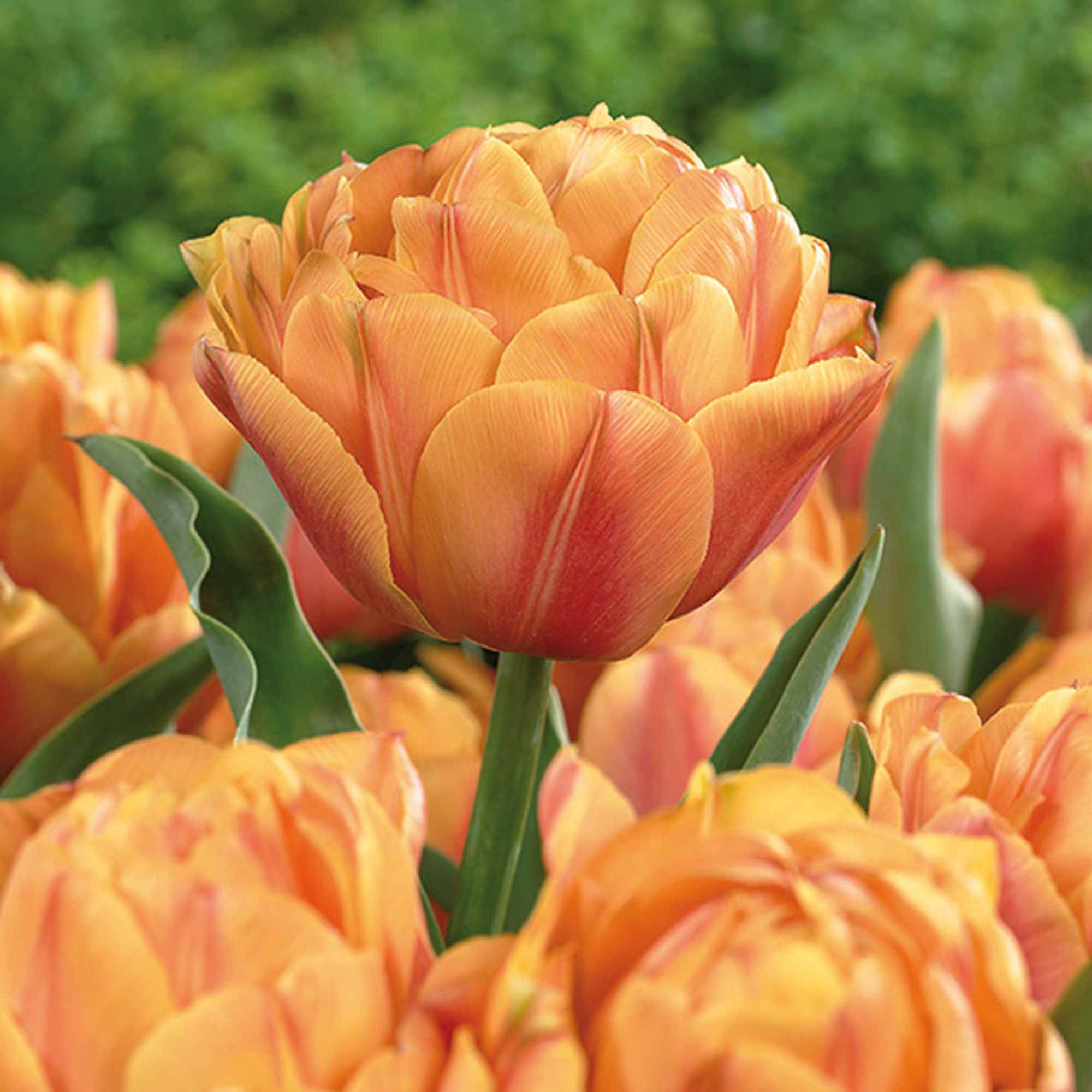 Tulip Freeman Bulbs Departments DIY at B&Q