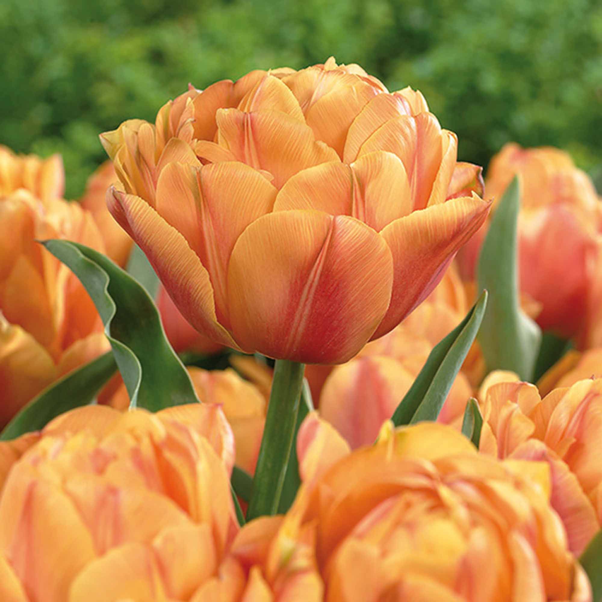 Tulip Freeman Bulbs | Departments | DIY At B&Q