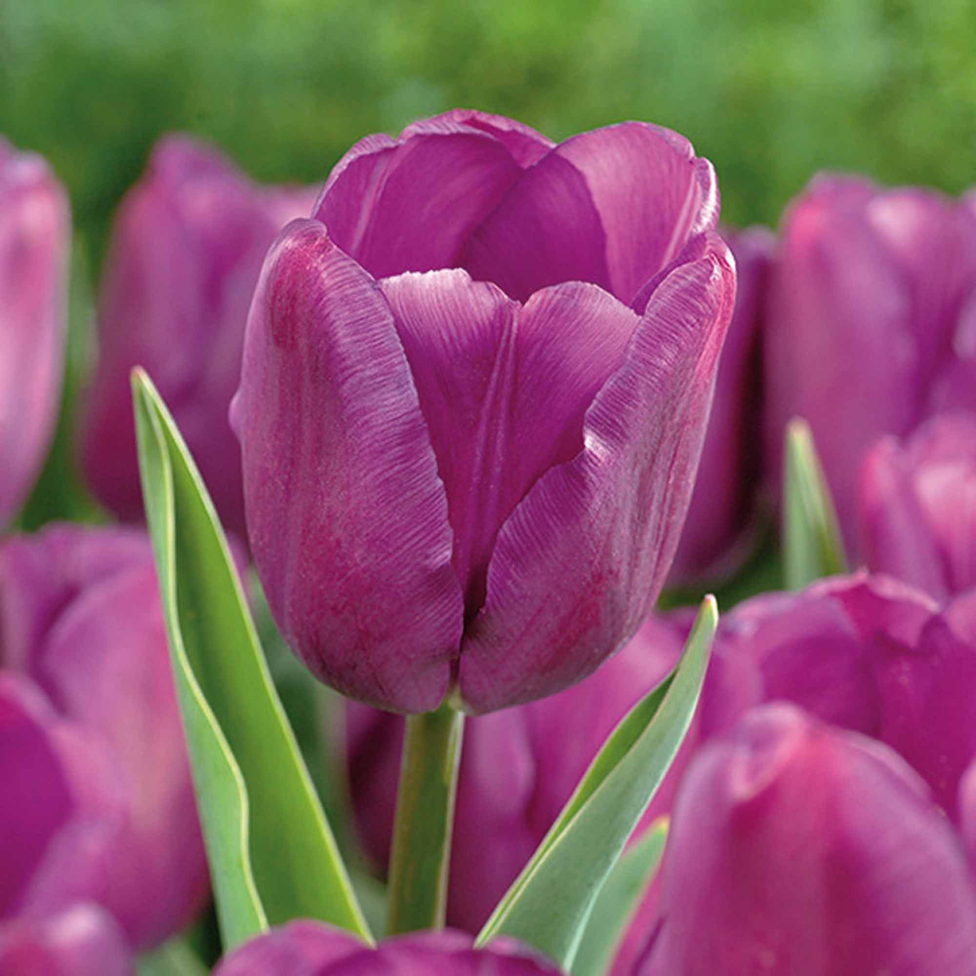 Тюльпан purple flag фото