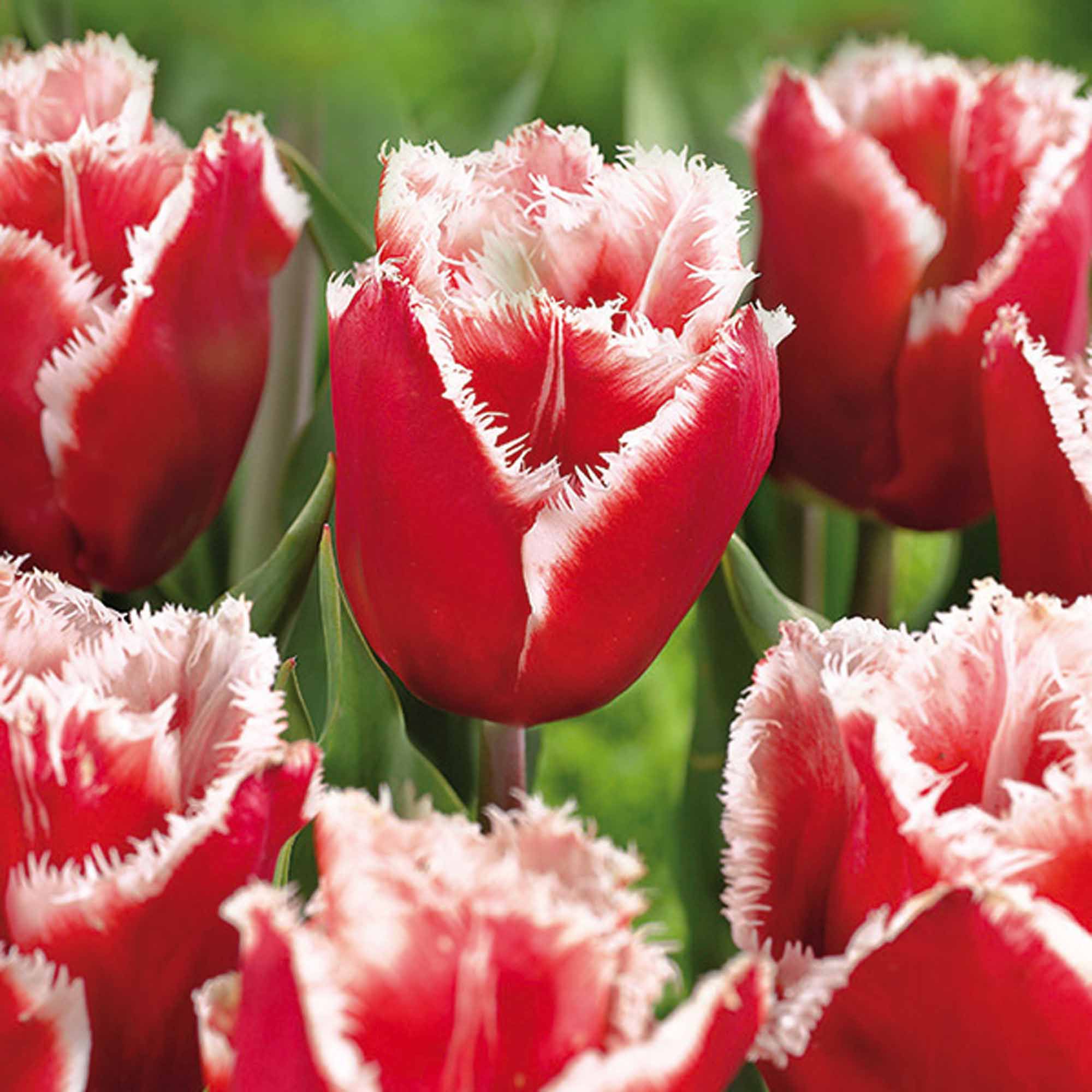 Tulip Canasta Bulbs Departments DIY at B&Q