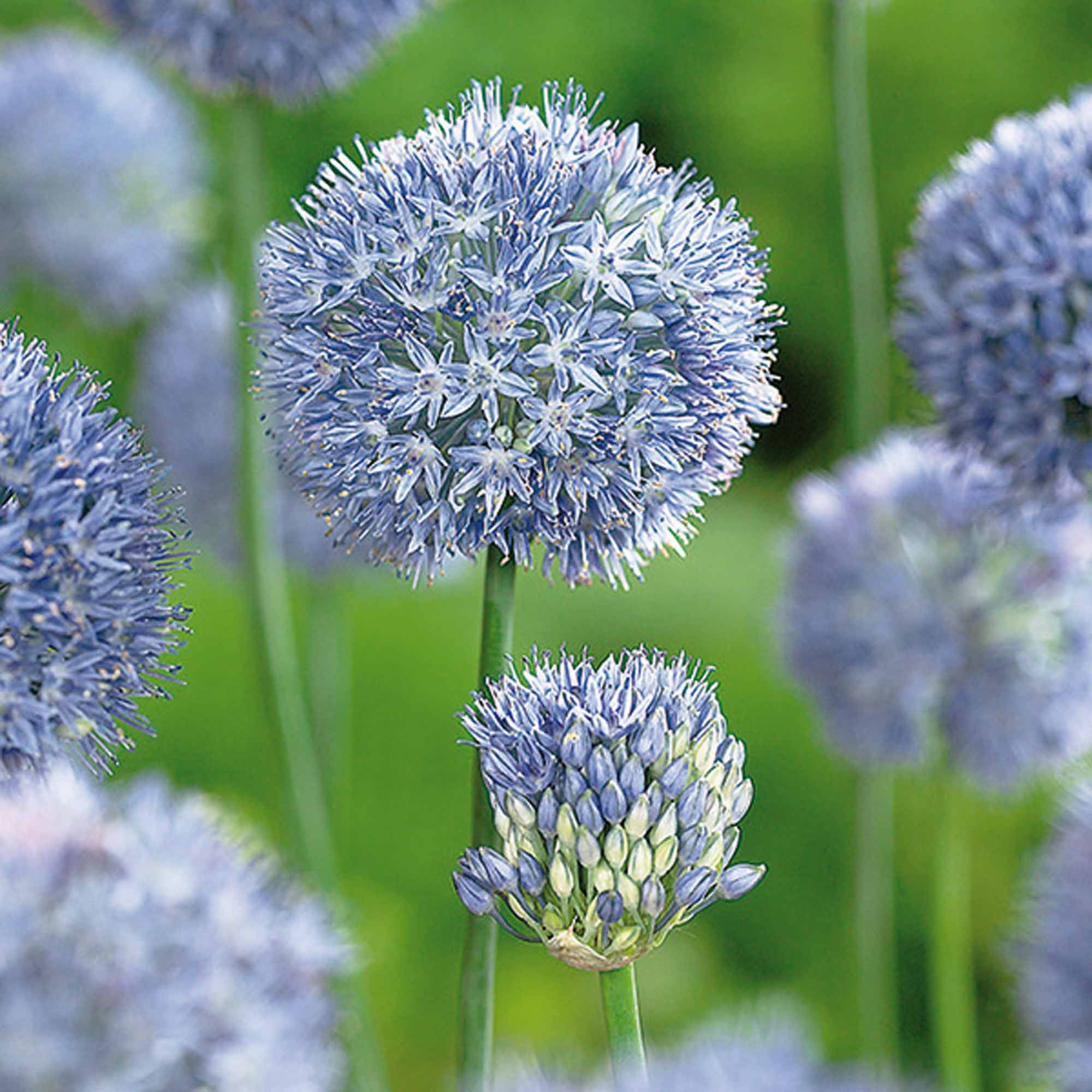 Alliums Caeruleum Bulbs Departments Diy At B Q