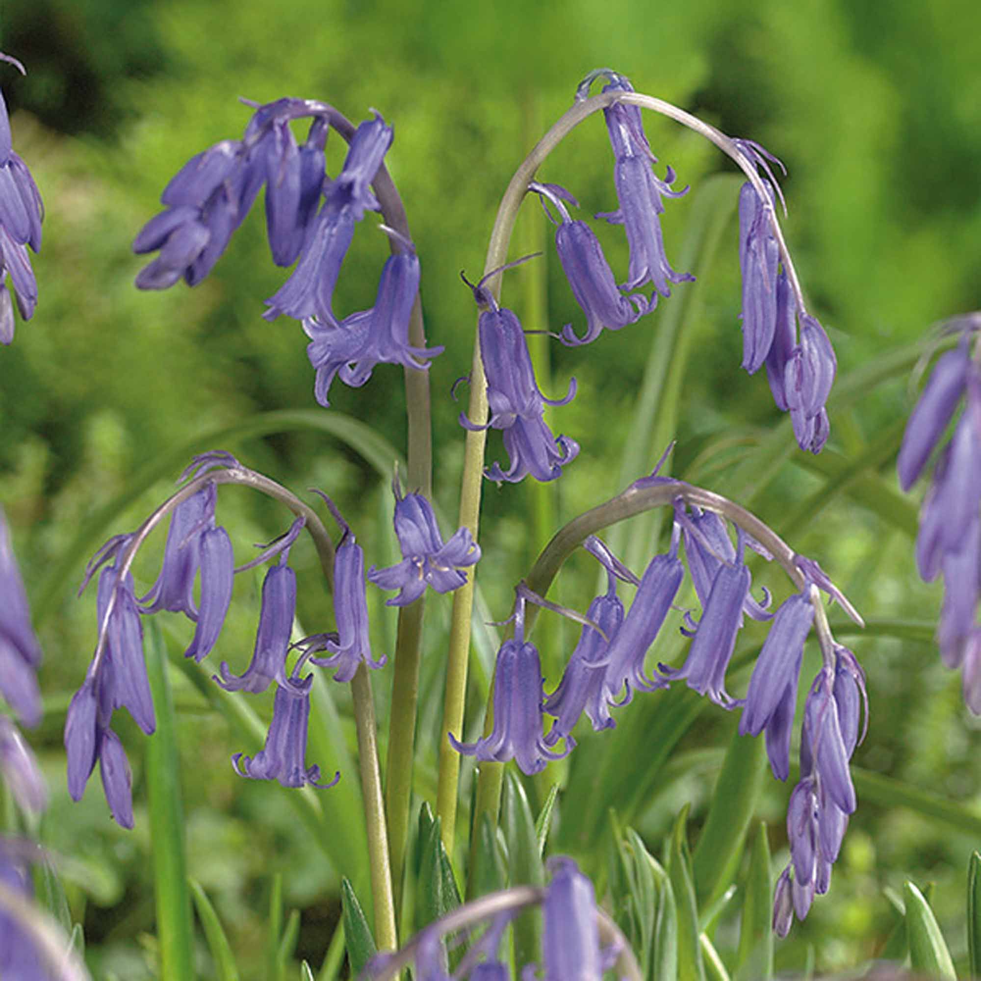 Bluebell "Nonscripta" Bulbs, Pack of 5 Departments DIY at B&Q