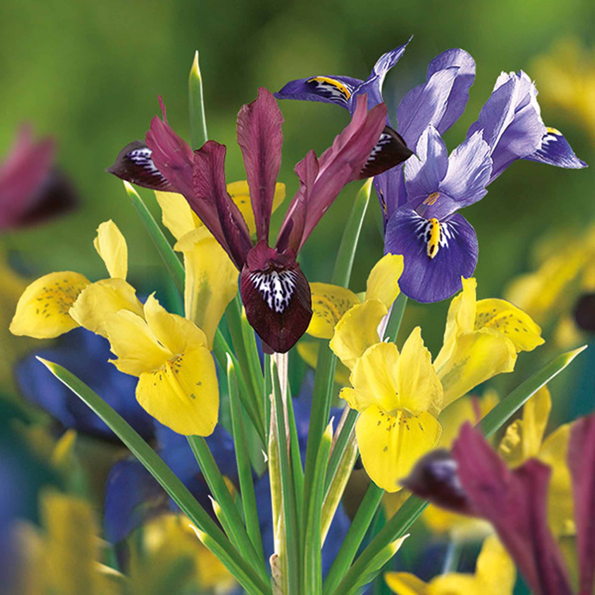 Iris Spring Collection Bulbs | Departments | DIY At B&Q