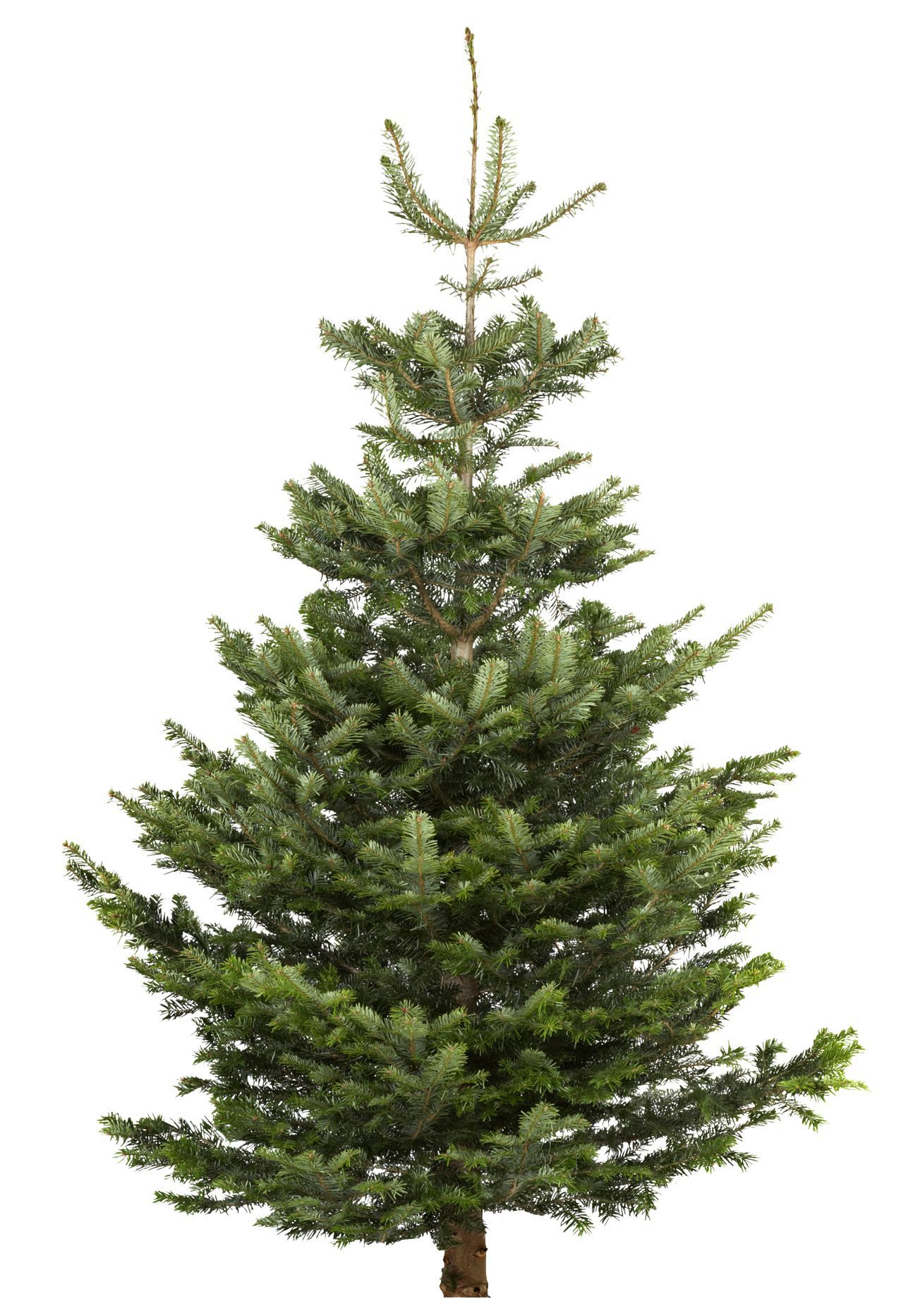 Extra Large Nordman Fir Real Christmas Tree Departments DIY at B&Q