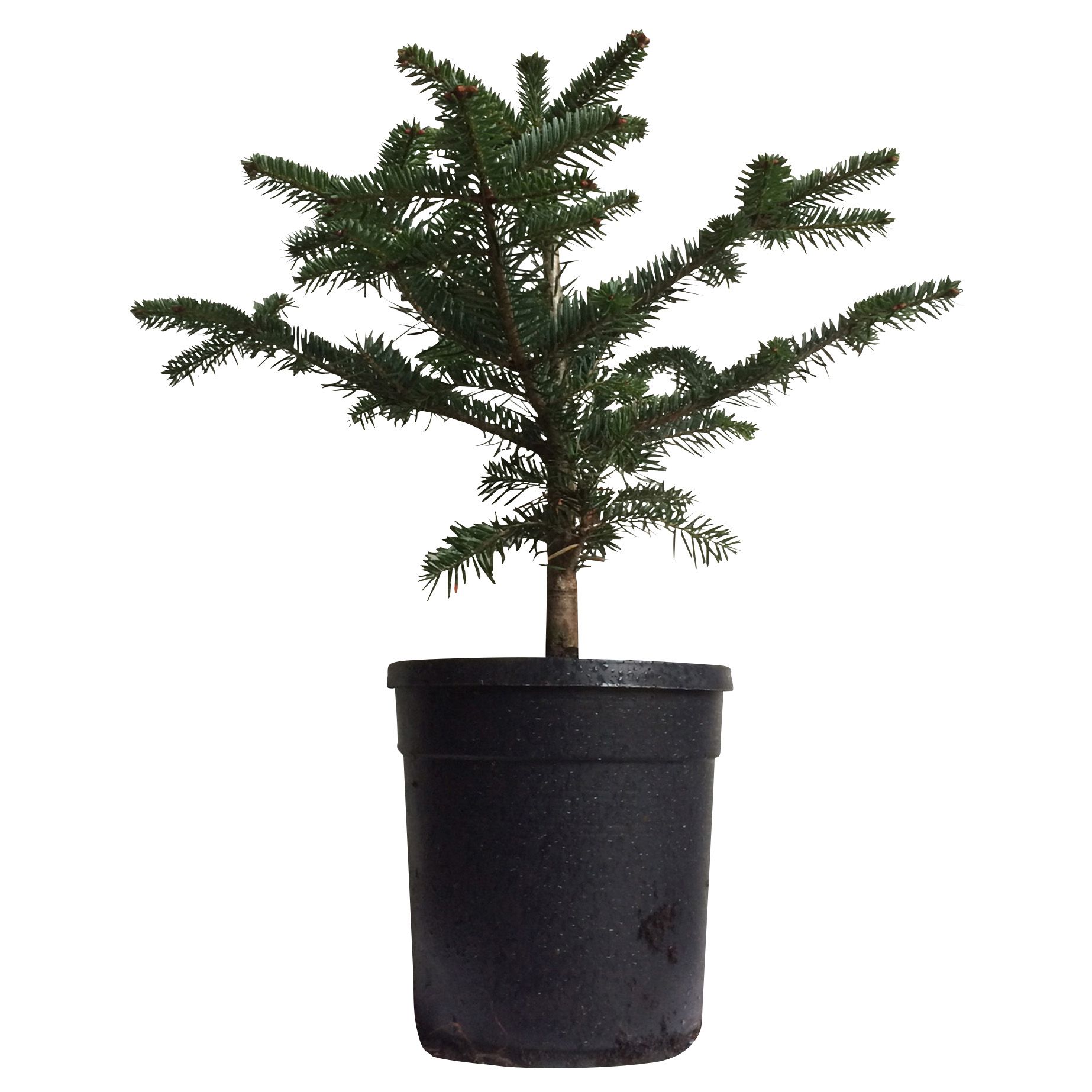 Small Nordman Fir Pot Grown Christmas Tree | Departments | DIY at B&Q