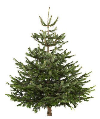 Large Nordman Fir Cut Christmas Tree Departments Diy At B Q