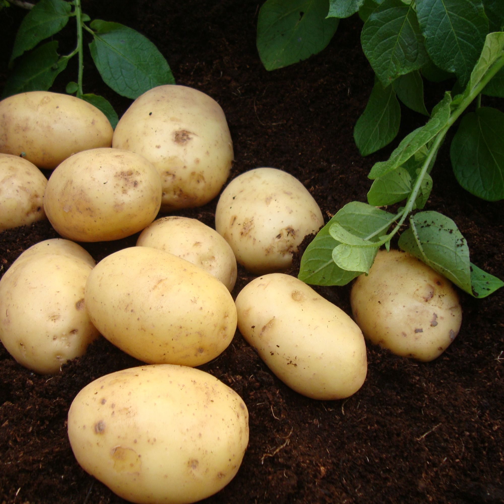 Характеристика картофель Беркут