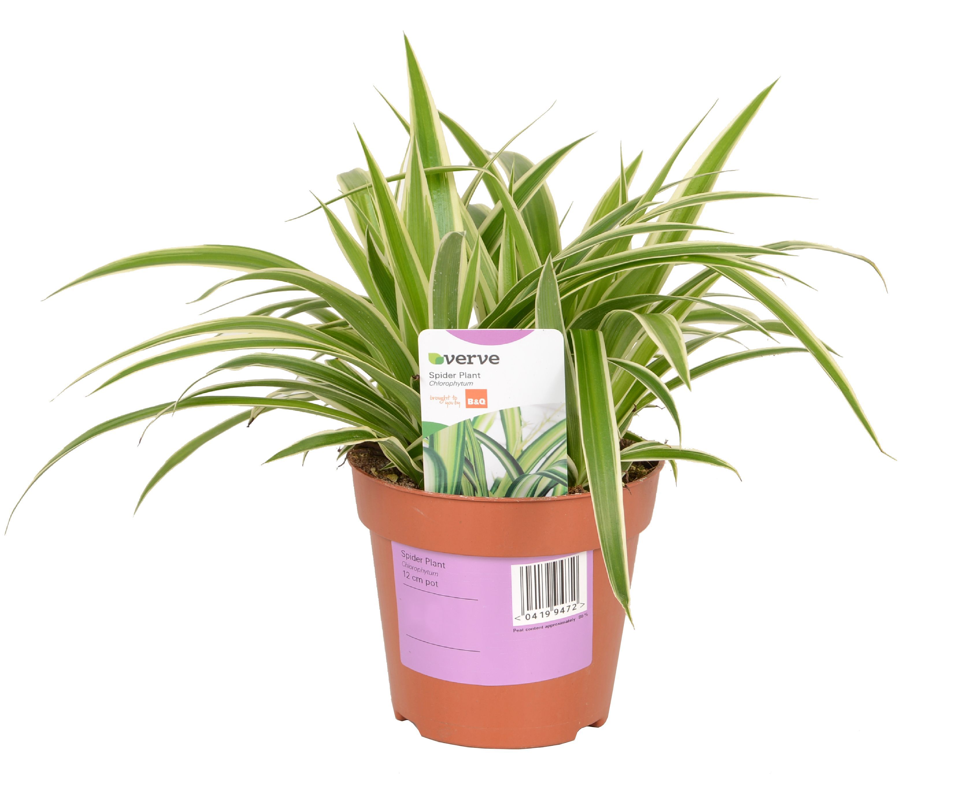 Verve Spider Plant In Plastic Pot Departments DIY at B&Q