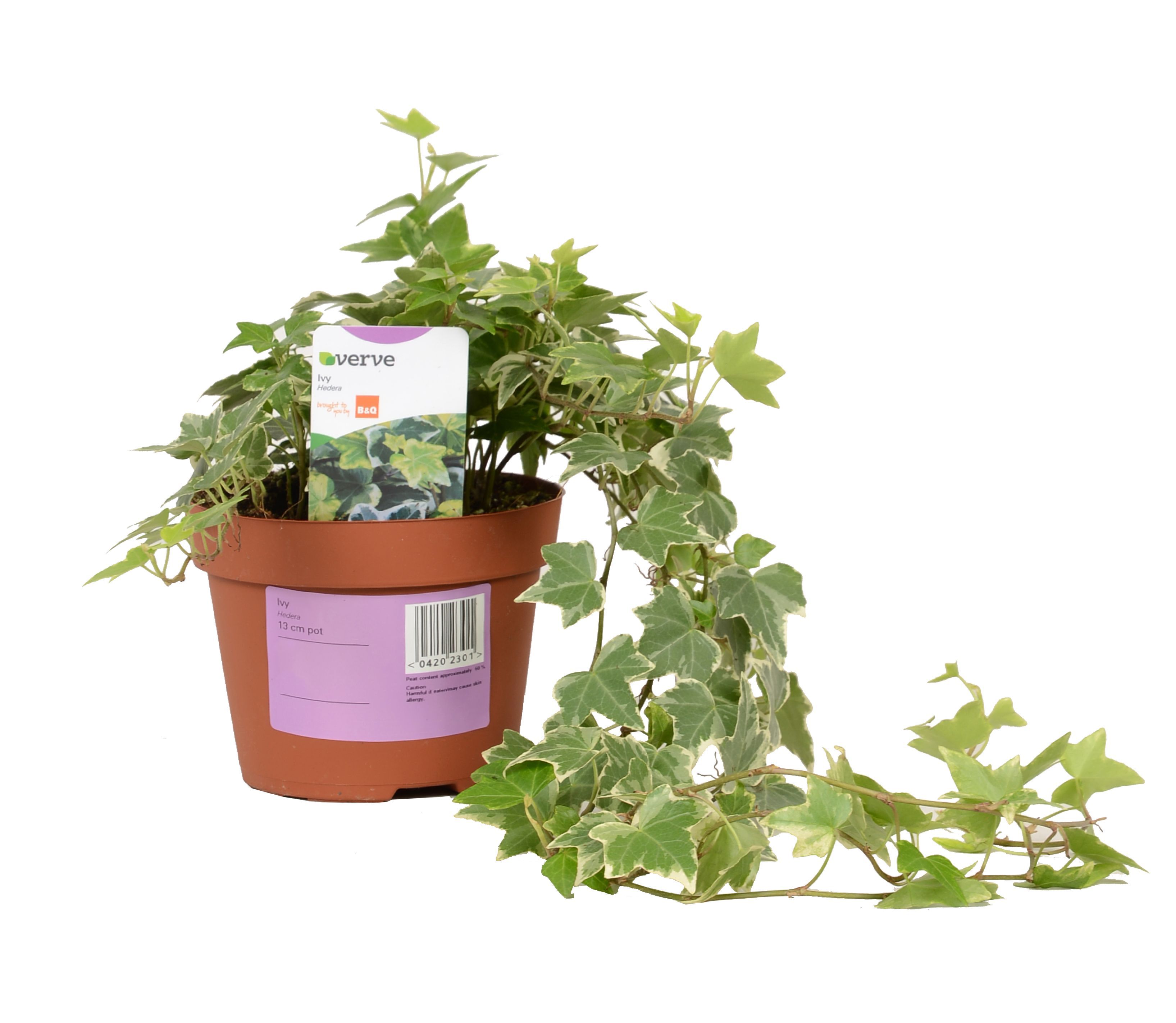 Verve Ivy In Plastic Pot Departments DIY at B&Q