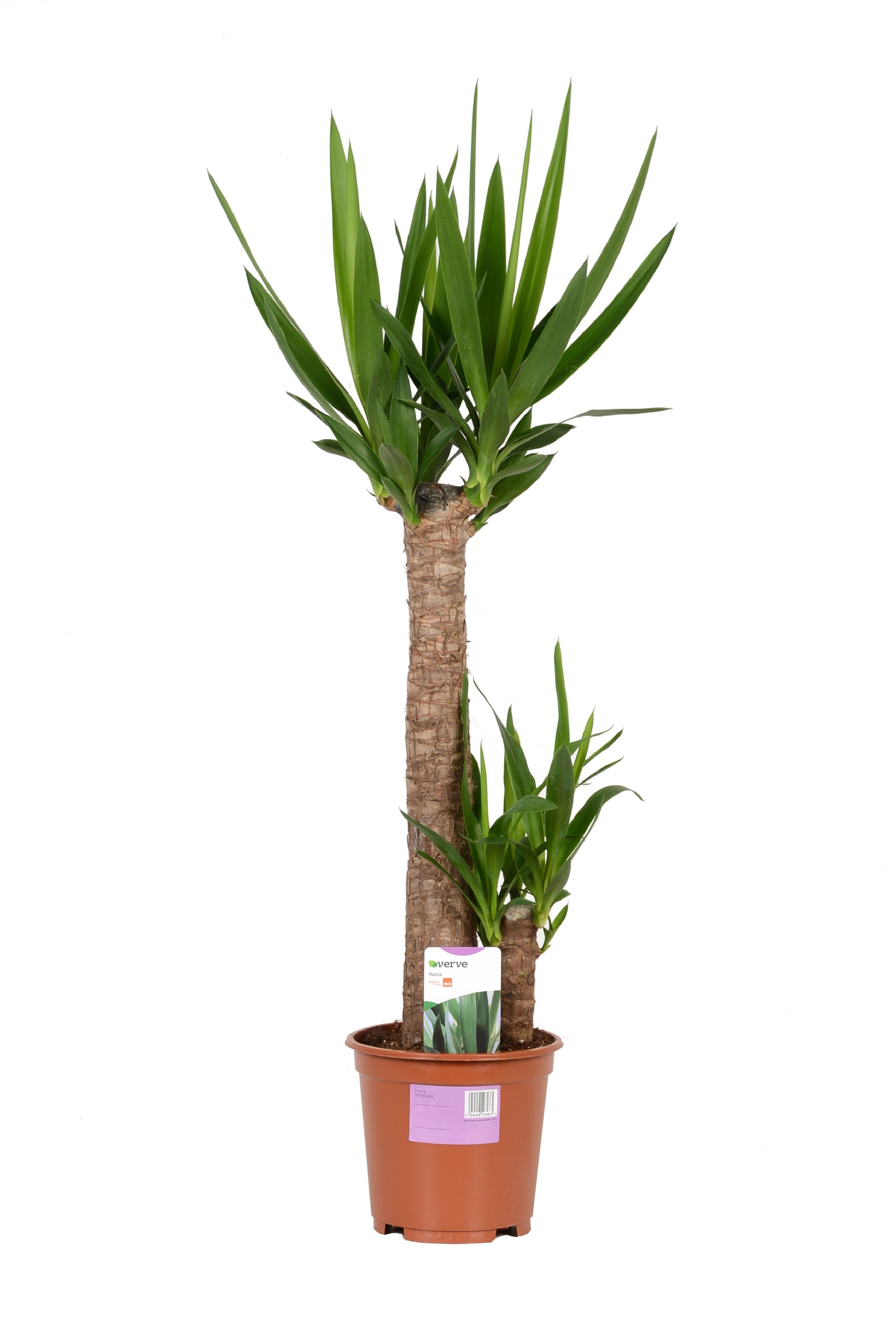 Verve Yucca in Plastic pot | Departments | DIY at B&amp;Q