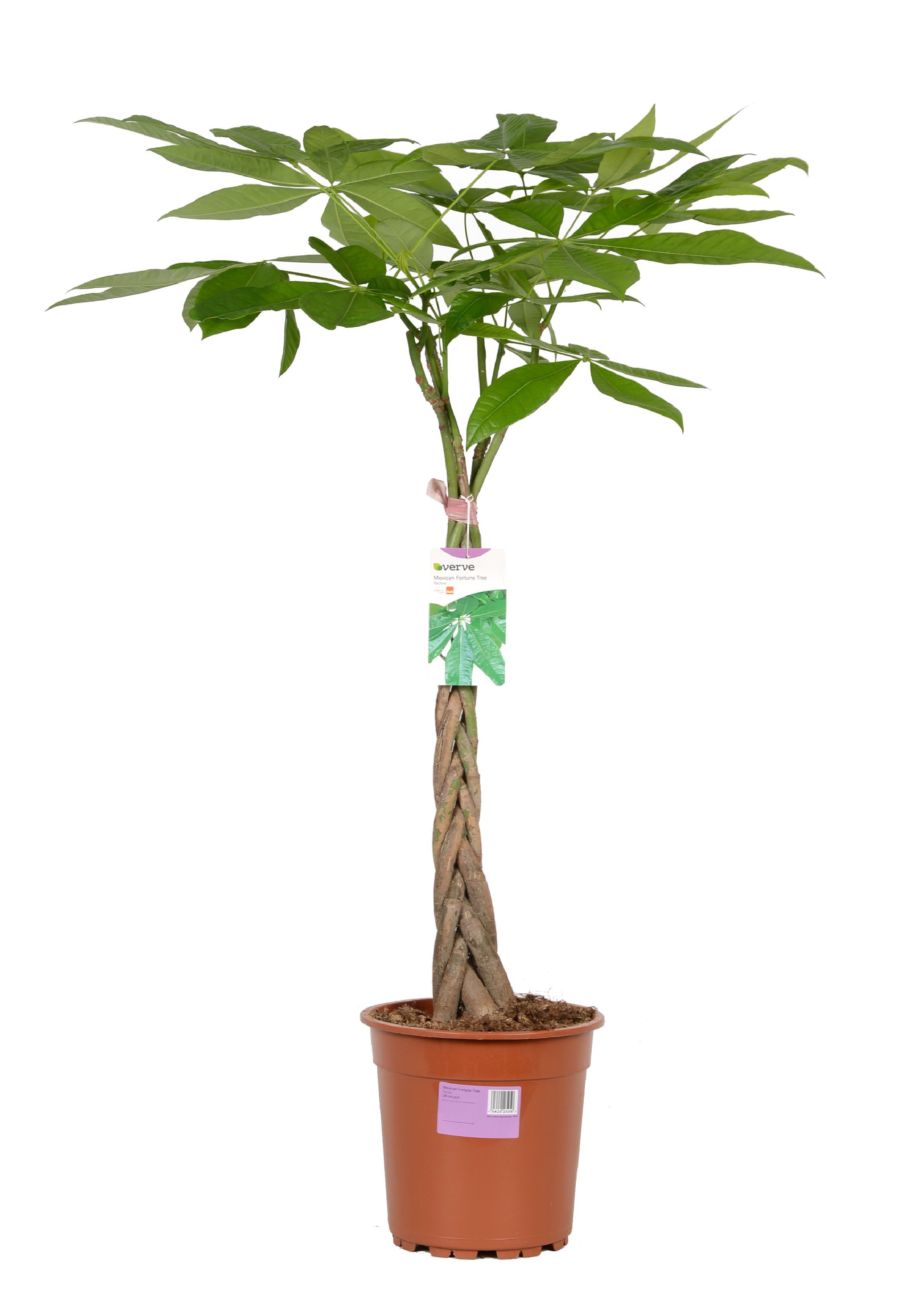 Verve Mexican Fortune Tree In Plastic Pot | Departments | DIY at B&Q