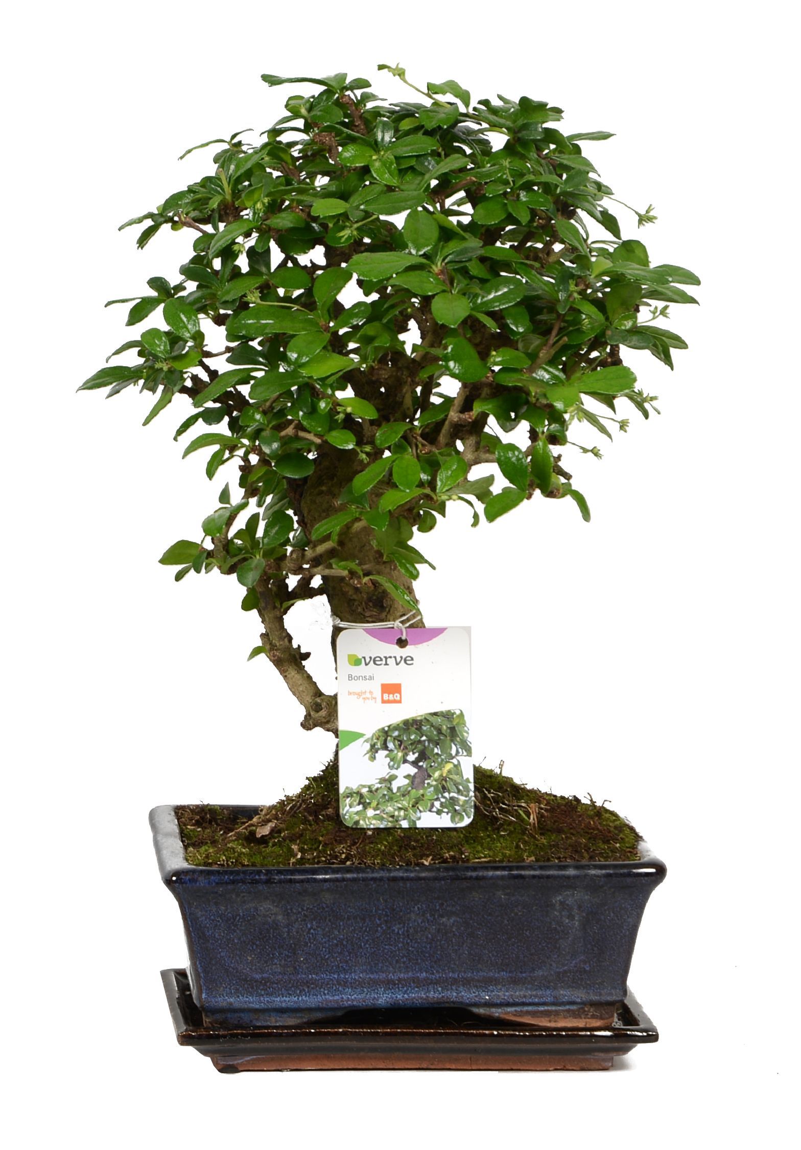 Verve Large Bonsai In Ceramic Pot | Departments | DIY at B&amp;Q