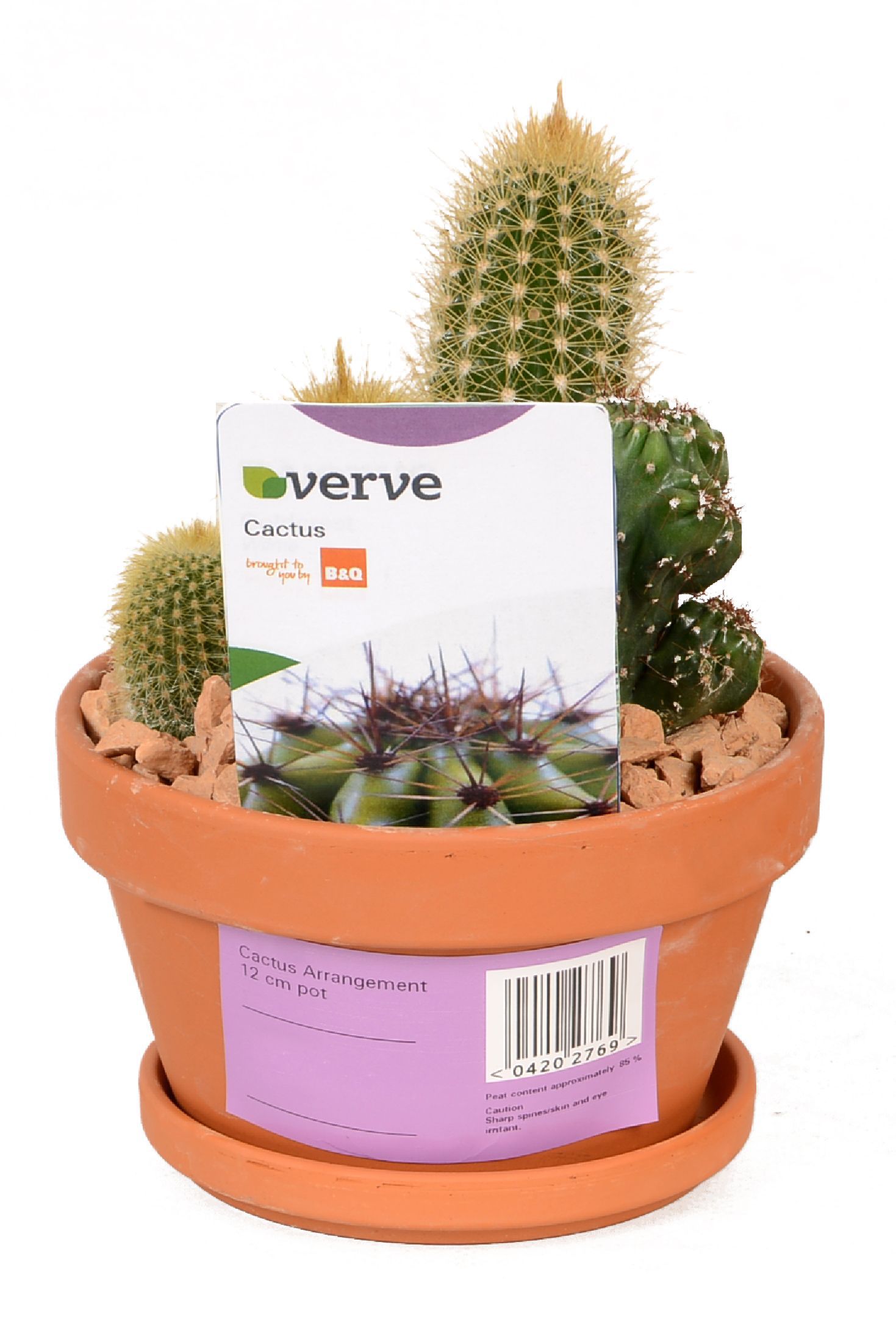 Verve Cactus Arrangement In Ceramic Pot | Departments | DIY at B&Q