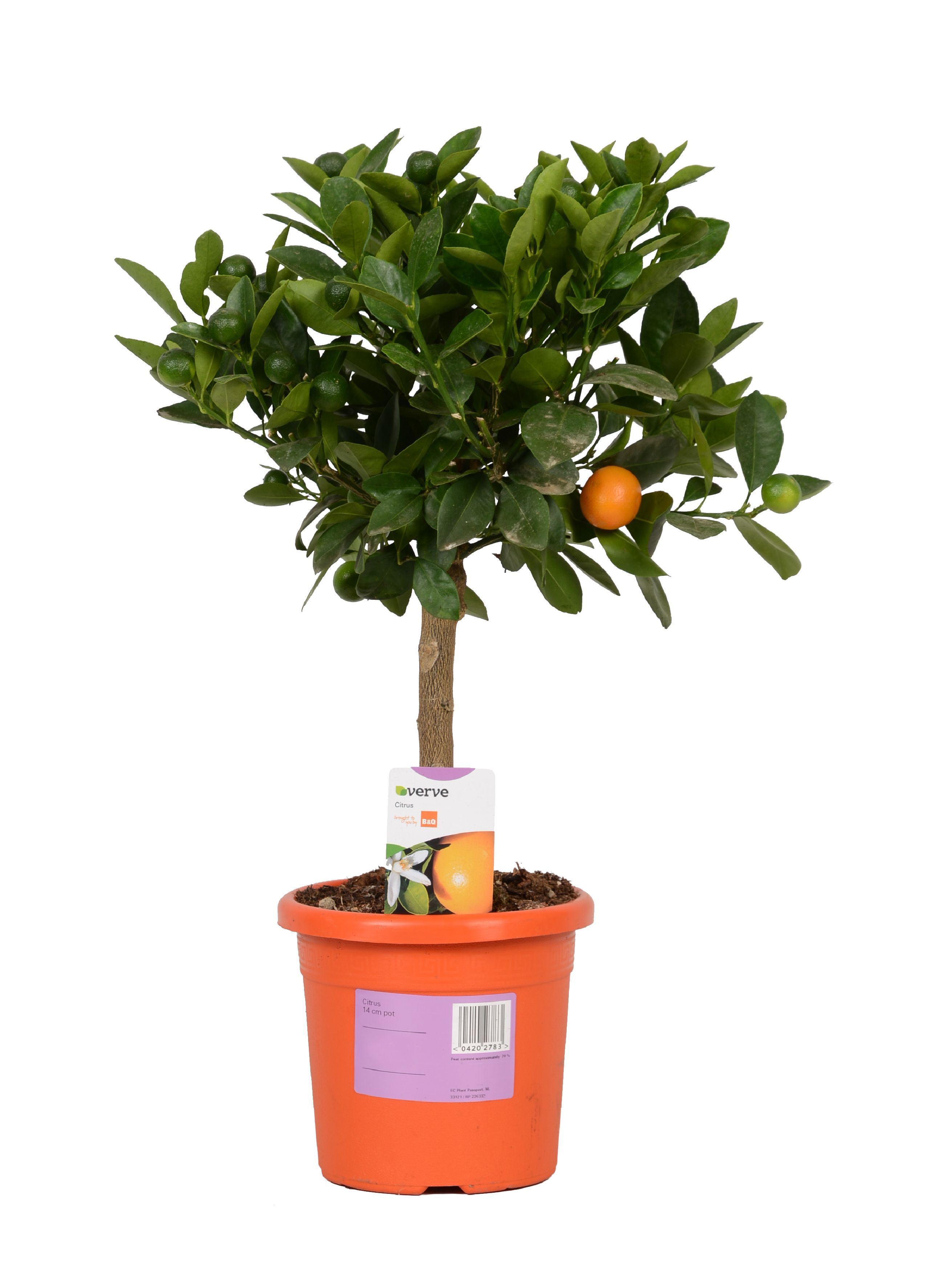 Verve Citrus In Plastic Pot Departments DIY at B&amp;Q