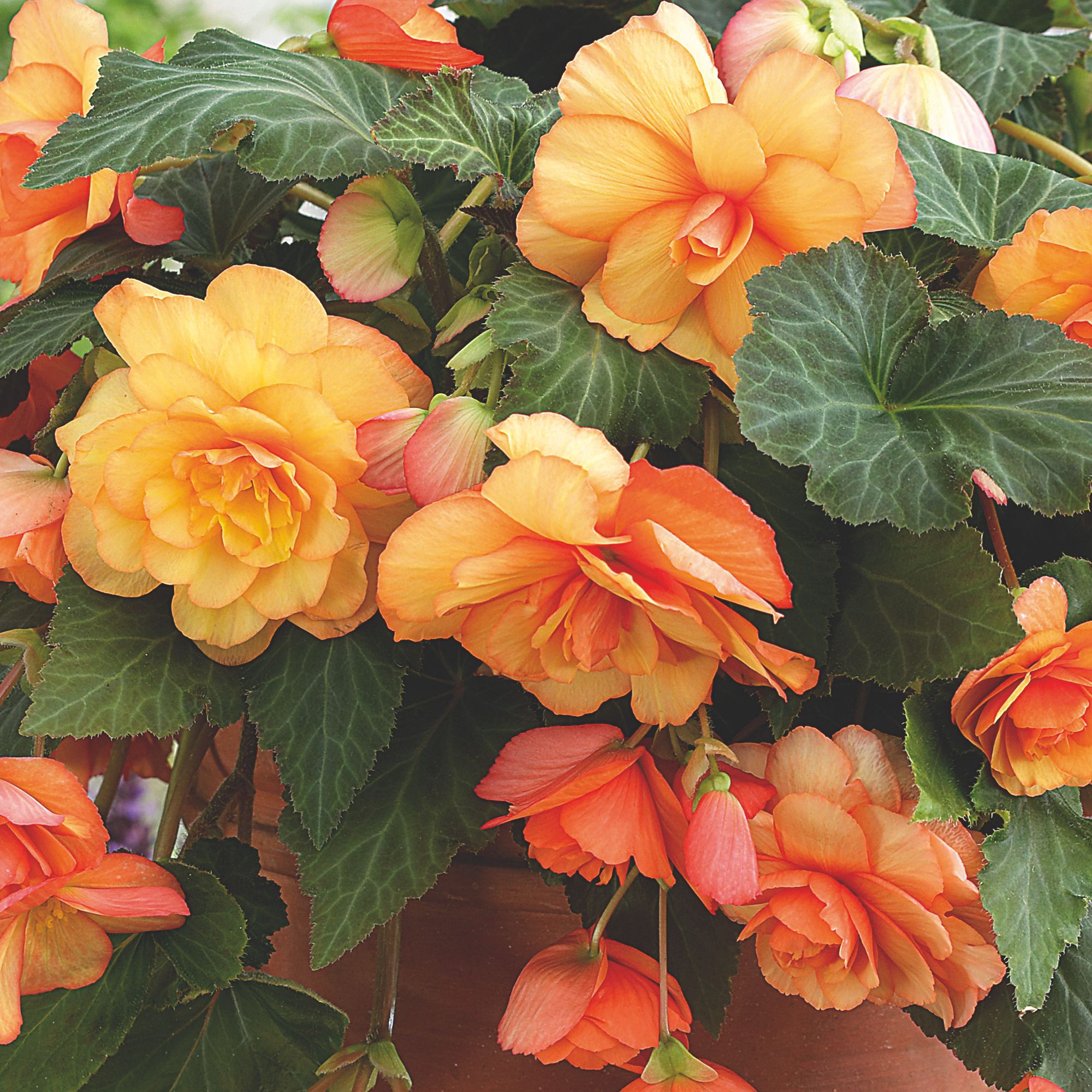 Begonia "Cascade Sunray" Bulbs Departments DIY at B&Q