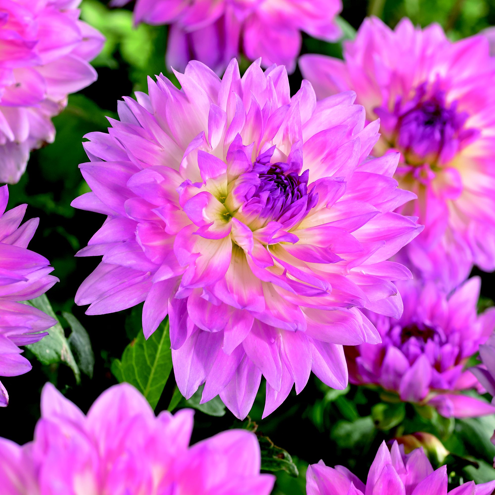 Dahlia “Kordessa” Bulbs | Departments | DIY at B&Q