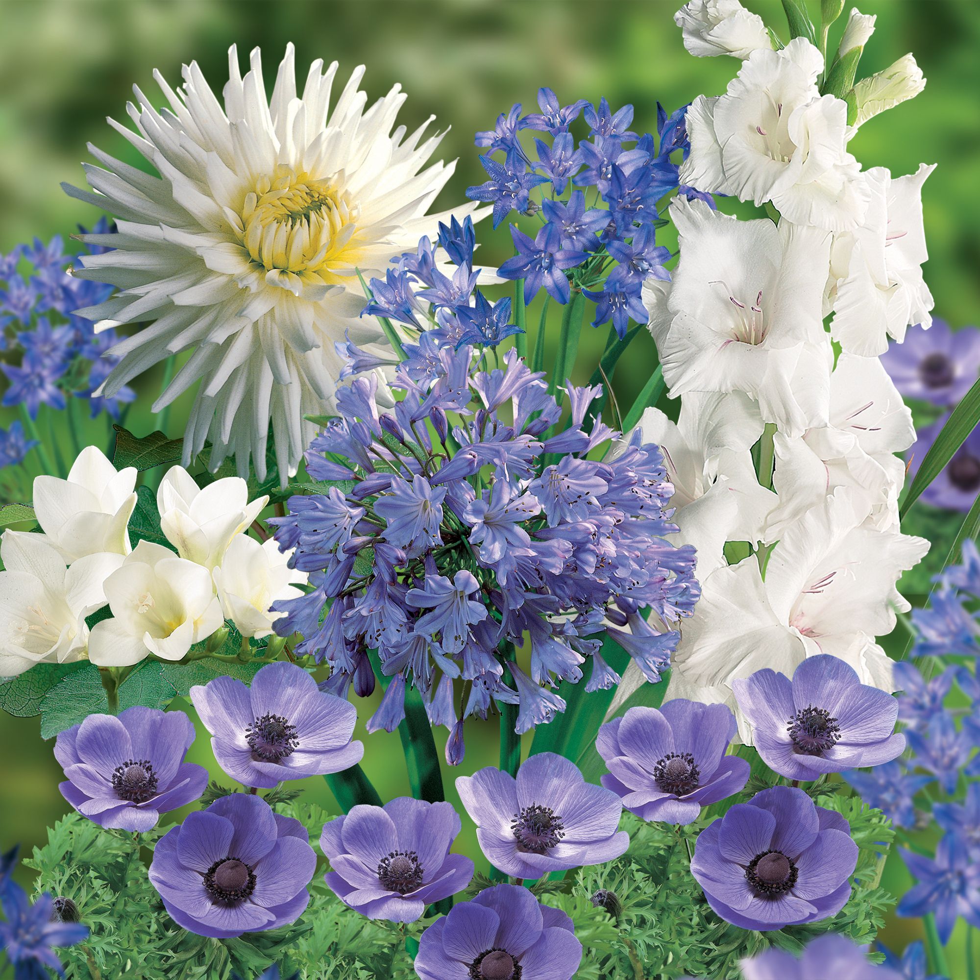 Summer Blue Collection Bulbs Departments DIY at B&Q