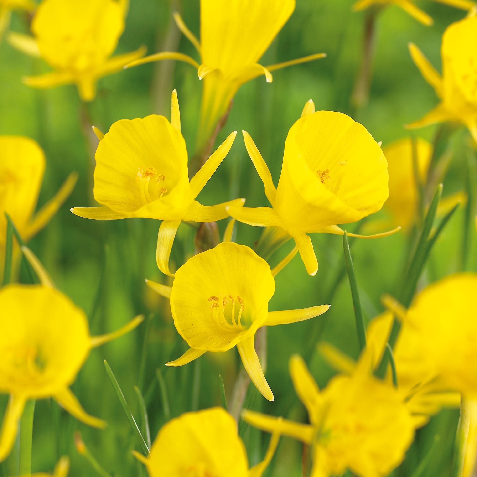 Narcissus Golden Bells Bulbs | Departments | DIY at B&Q