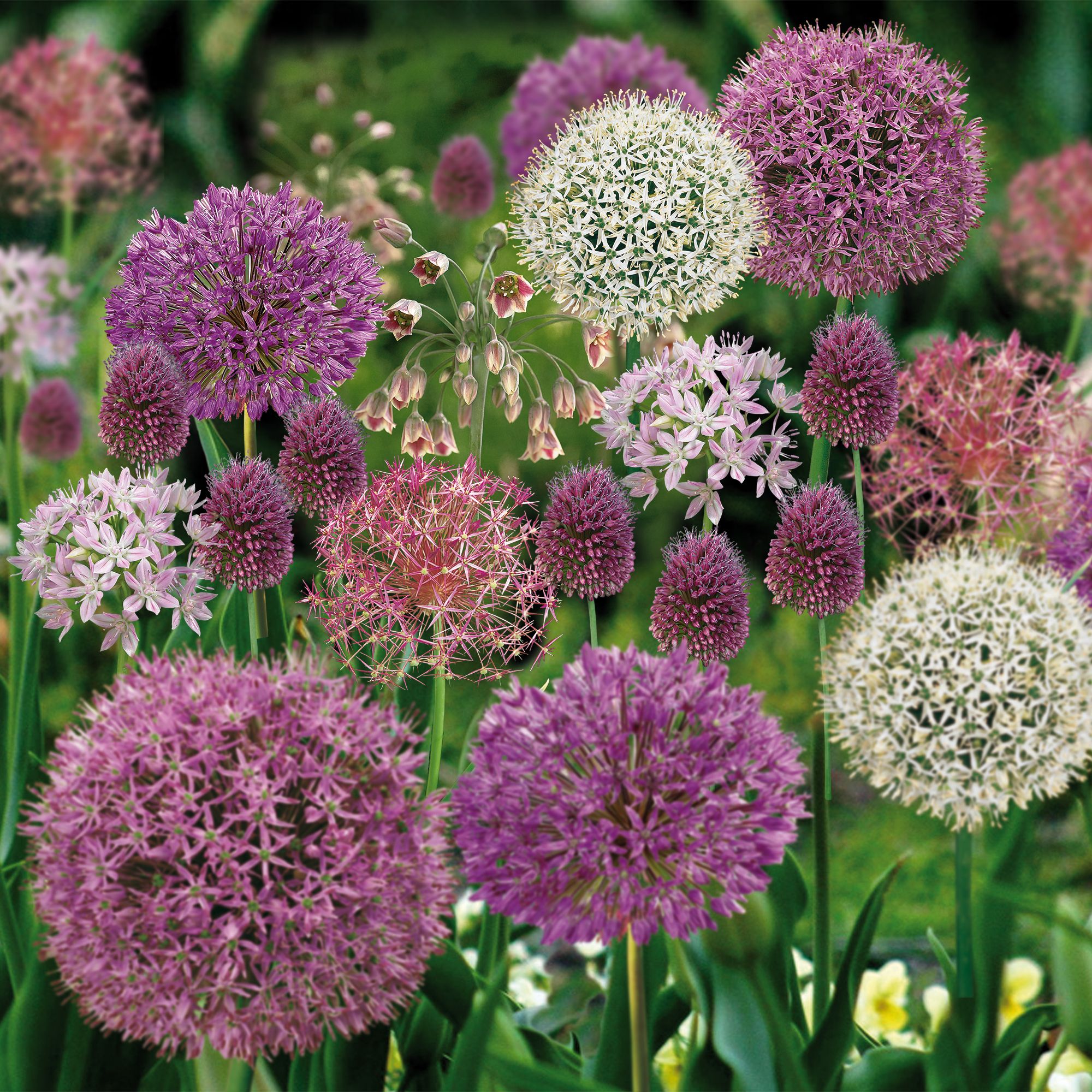 Allium Mixed Bulbs | Departments | DIY At B&Q