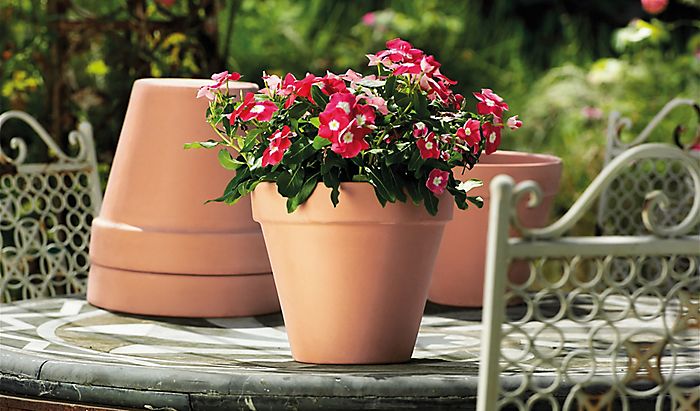 Plant in ceramic pot