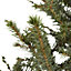 1.25 Serbian spruce Pyramid Pot grown Christmas tree