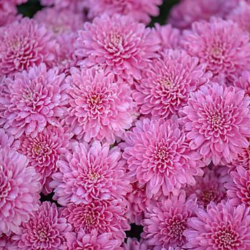 Pink chrysanthemums